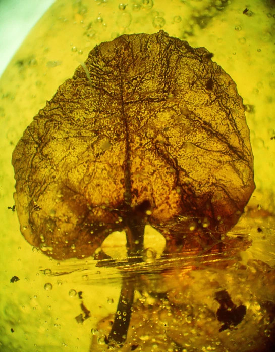 Hymenaea mexicana.